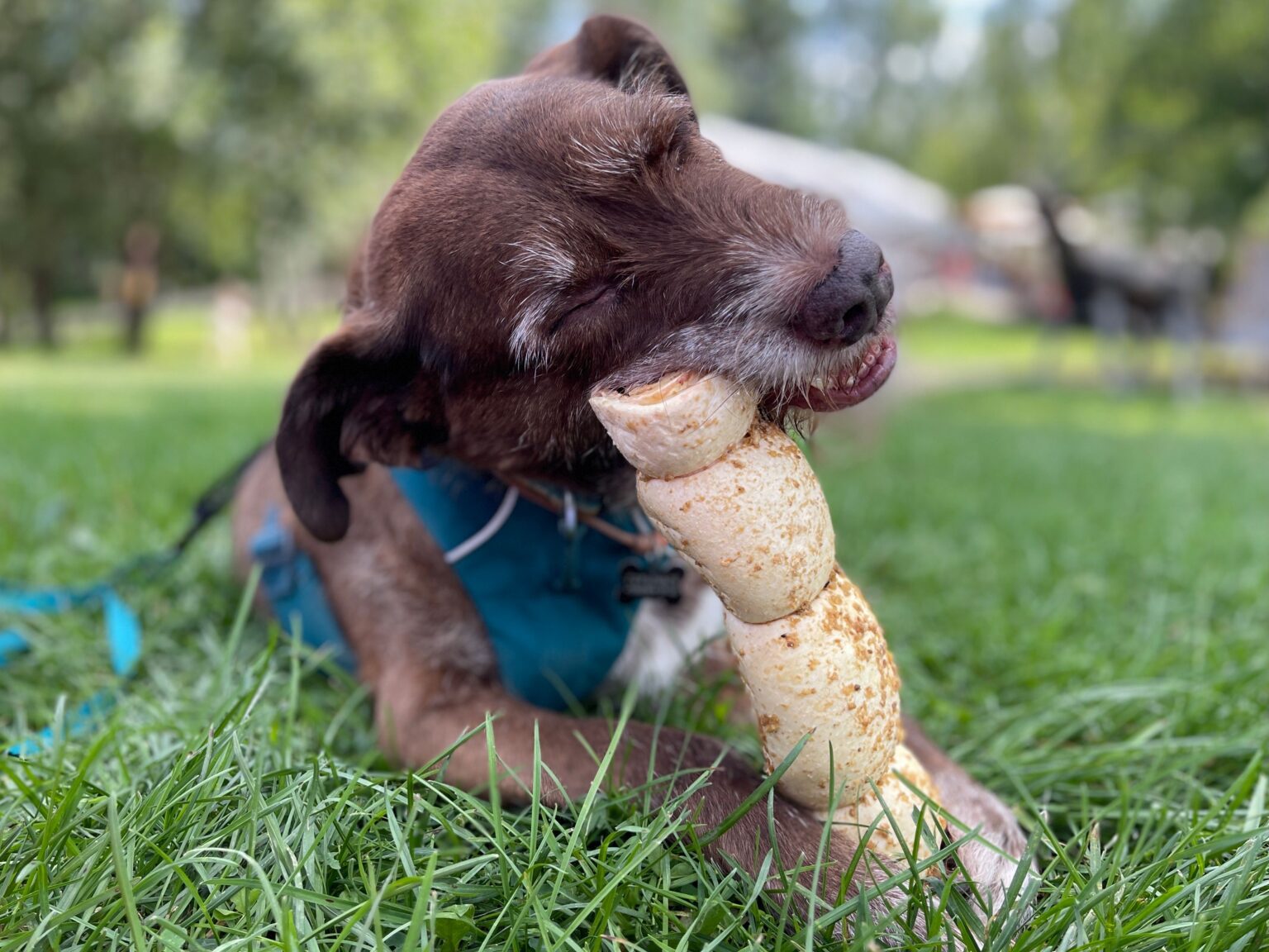 Choosing the Right Dog Dental Care Products: What Pet Owners Should Consider